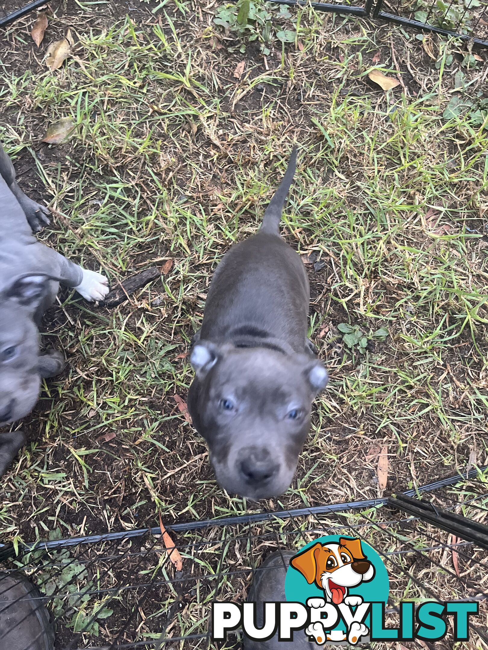 Cute puppies