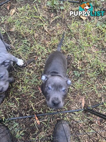 Cute puppies