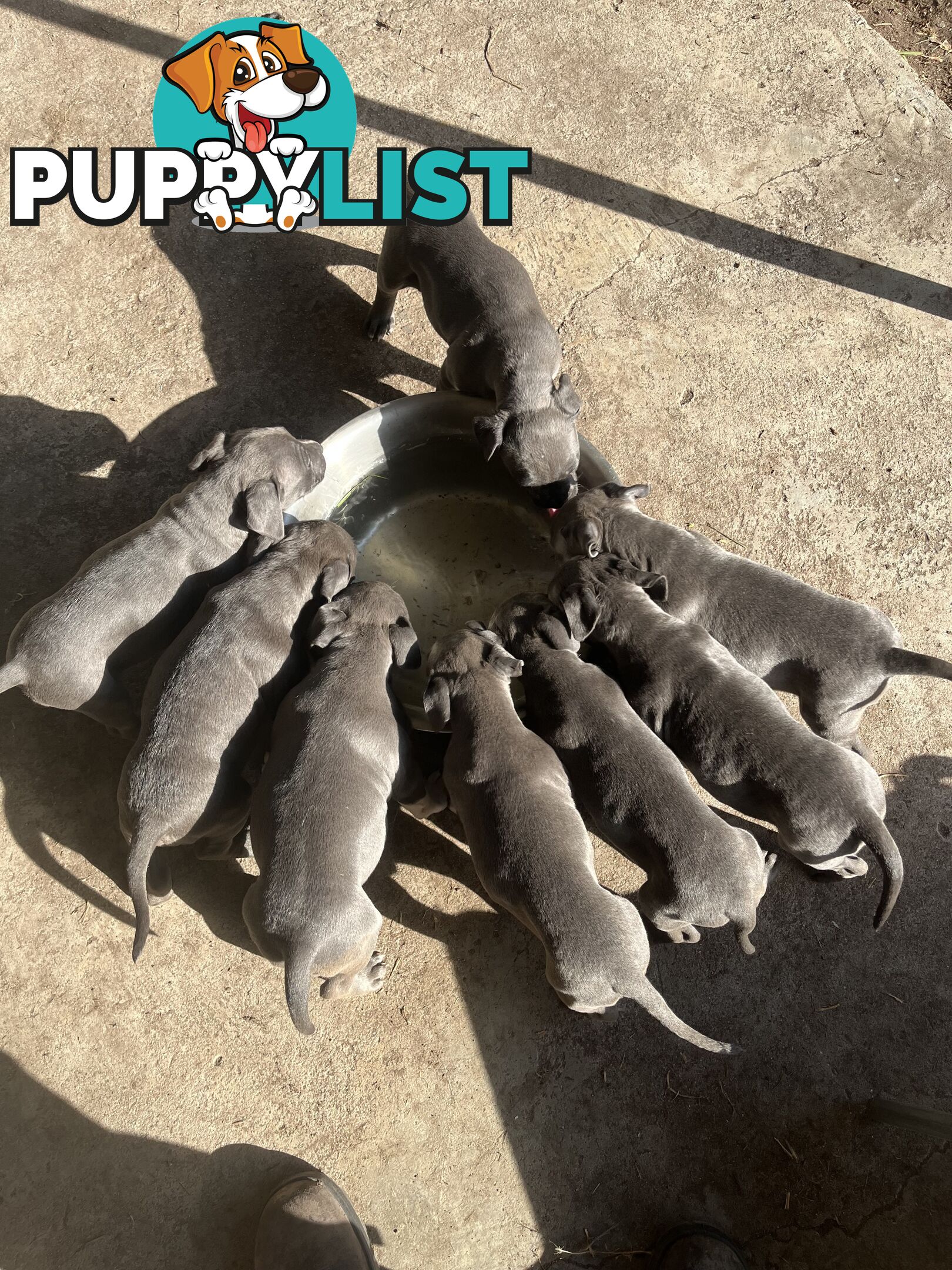 Cute puppies
