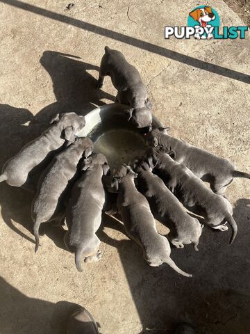 Cute puppies