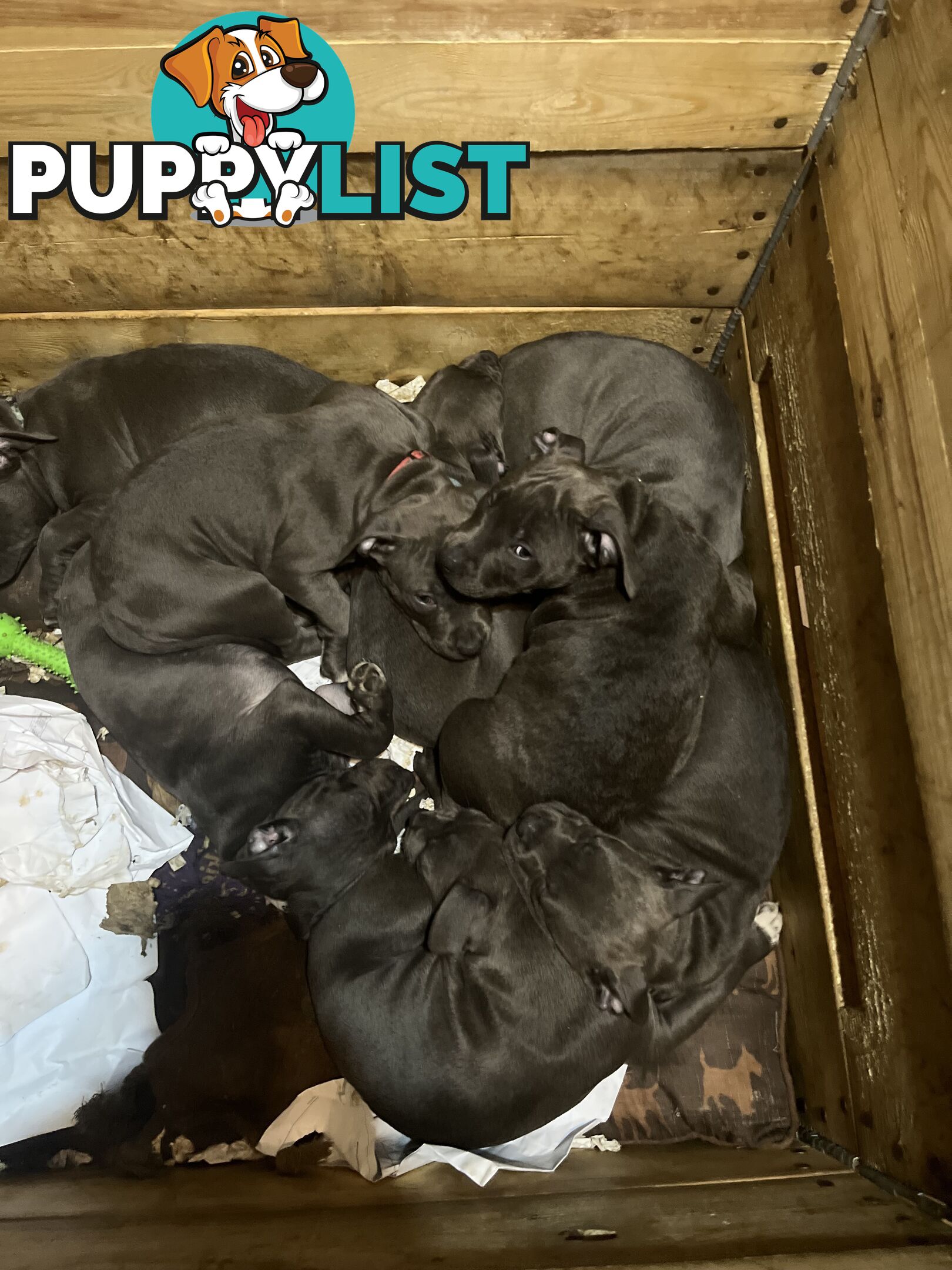 Cute puppies