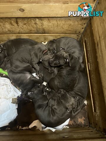 Cute puppies