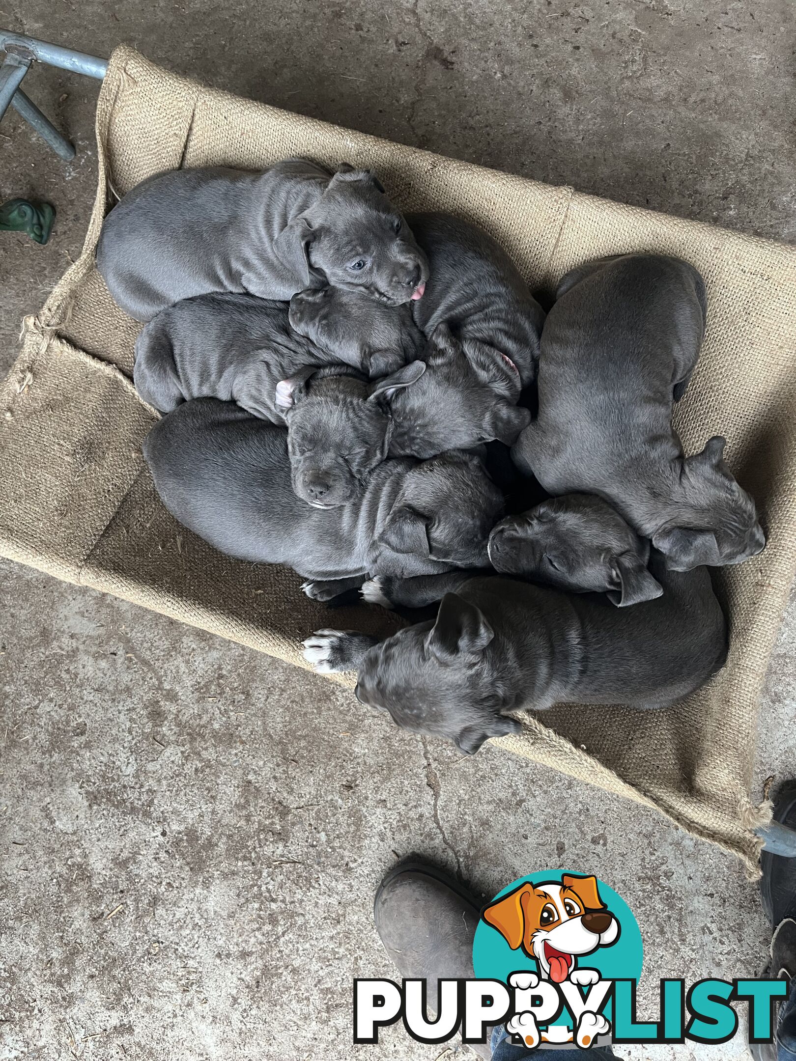 Cute puppies