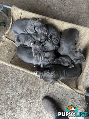 Cute puppies