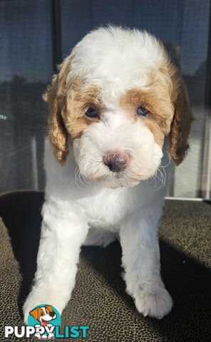 CAVOODLES DNA CLEAR 5 YEAR HEALTH GUARANTEE