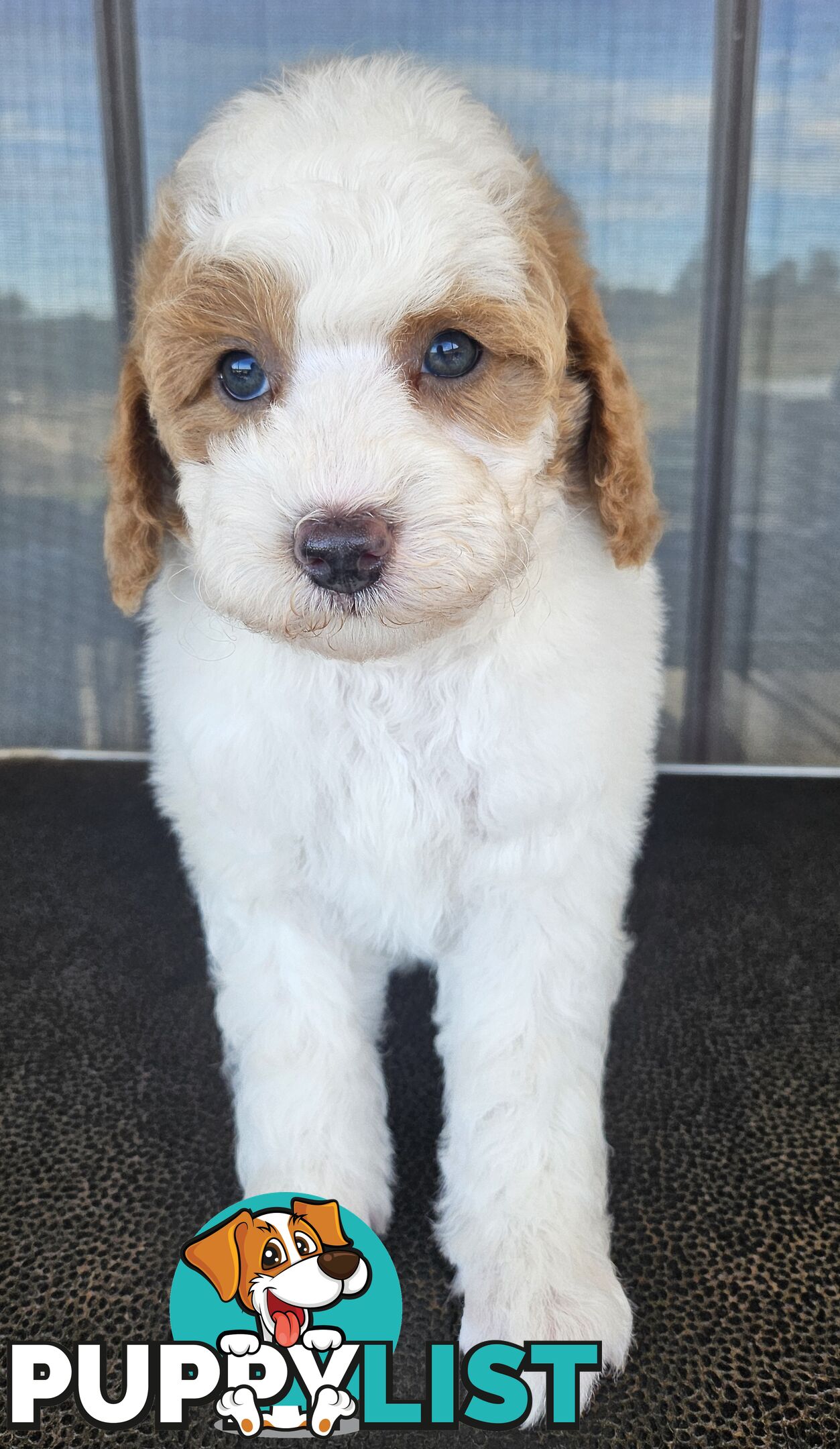 CAVOODLES DNA CLEAR 5 YEAR HEALTH GUARANTEE