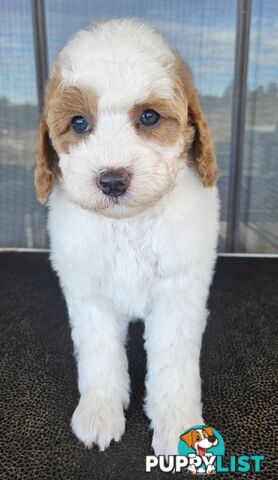 CAVOODLES DNA CLEAR 5 YEAR HEALTH GUARANTEE
