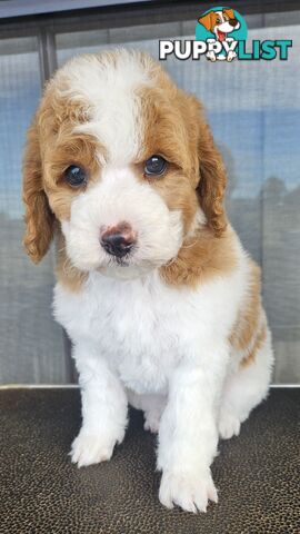 CAVOODLES DNA CLEAR 5 YEAR HEALTH GUARANTEE