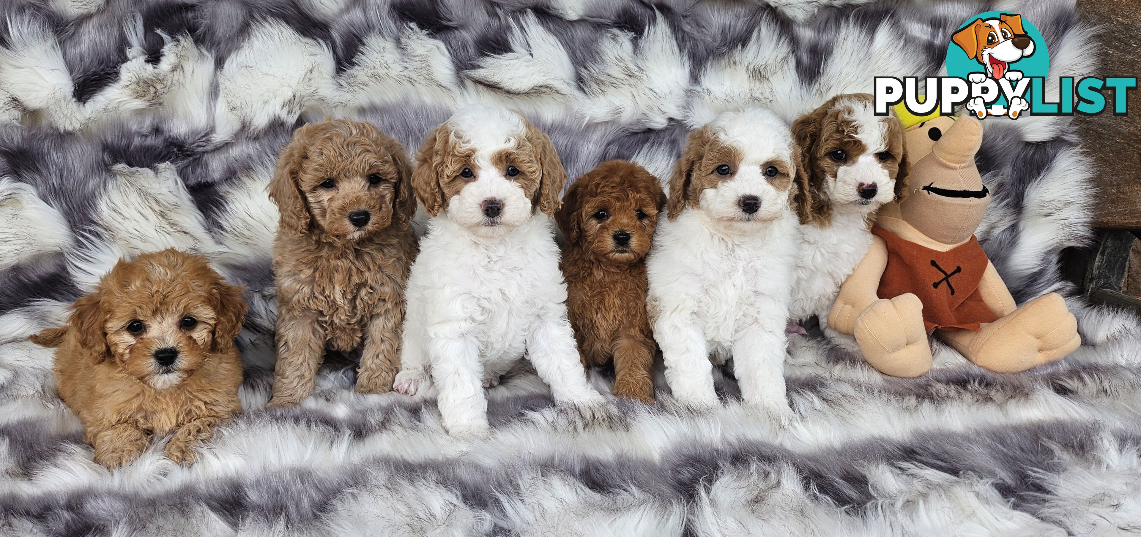 CAVOODLES DNA CLEAR 5 YEAR HEALTH GUARANTEE