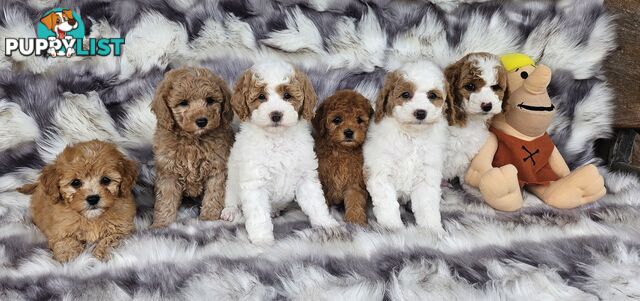 CAVOODLES DNA CLEAR 5 YEAR HEALTH GUARANTEE