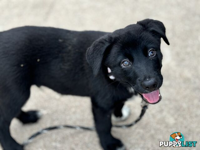 Working Dog Puppies