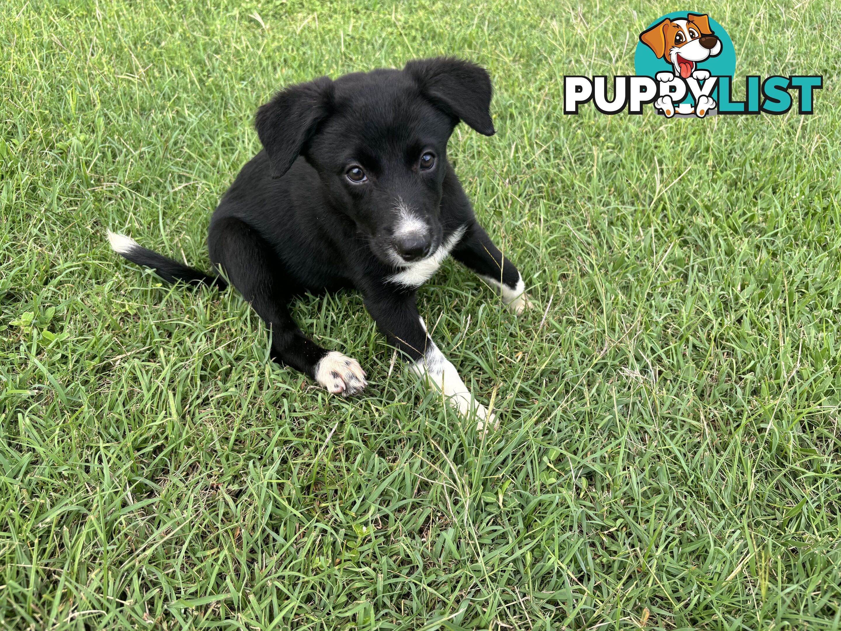 Working Dog Puppies