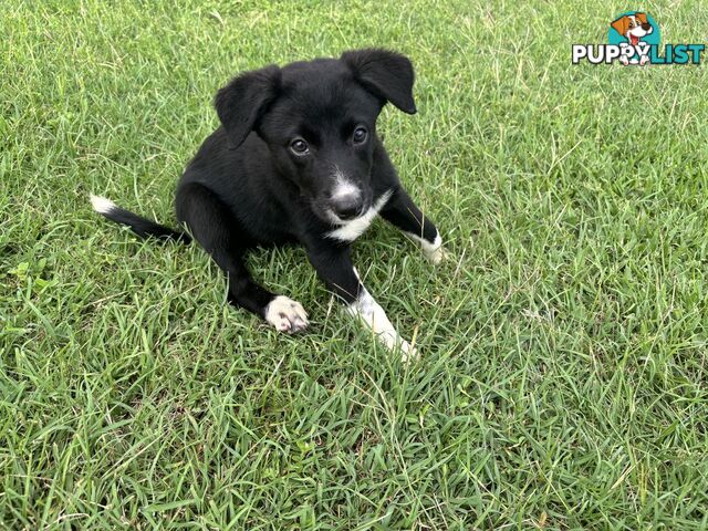 Working Dog Puppies