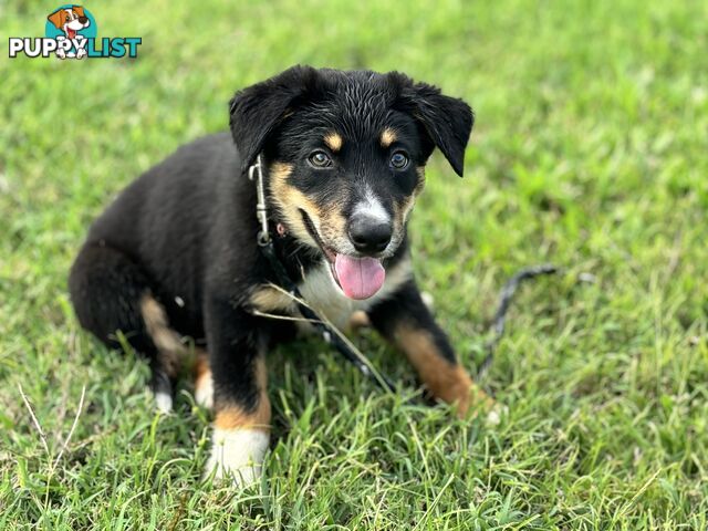 Working Dog Puppies