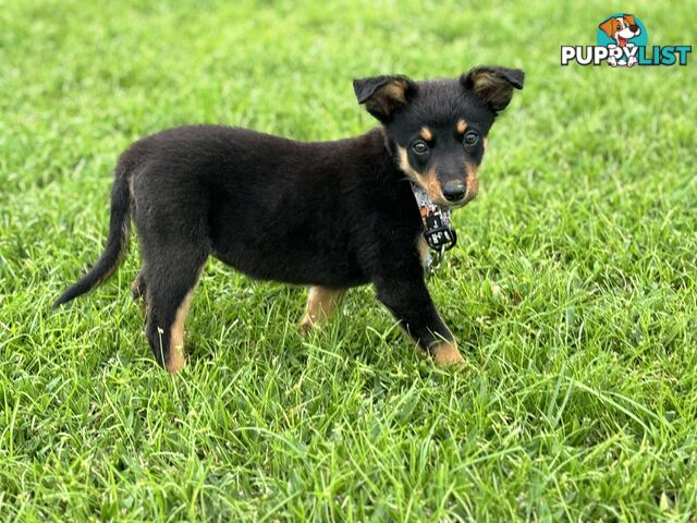 Working Dog Puppies