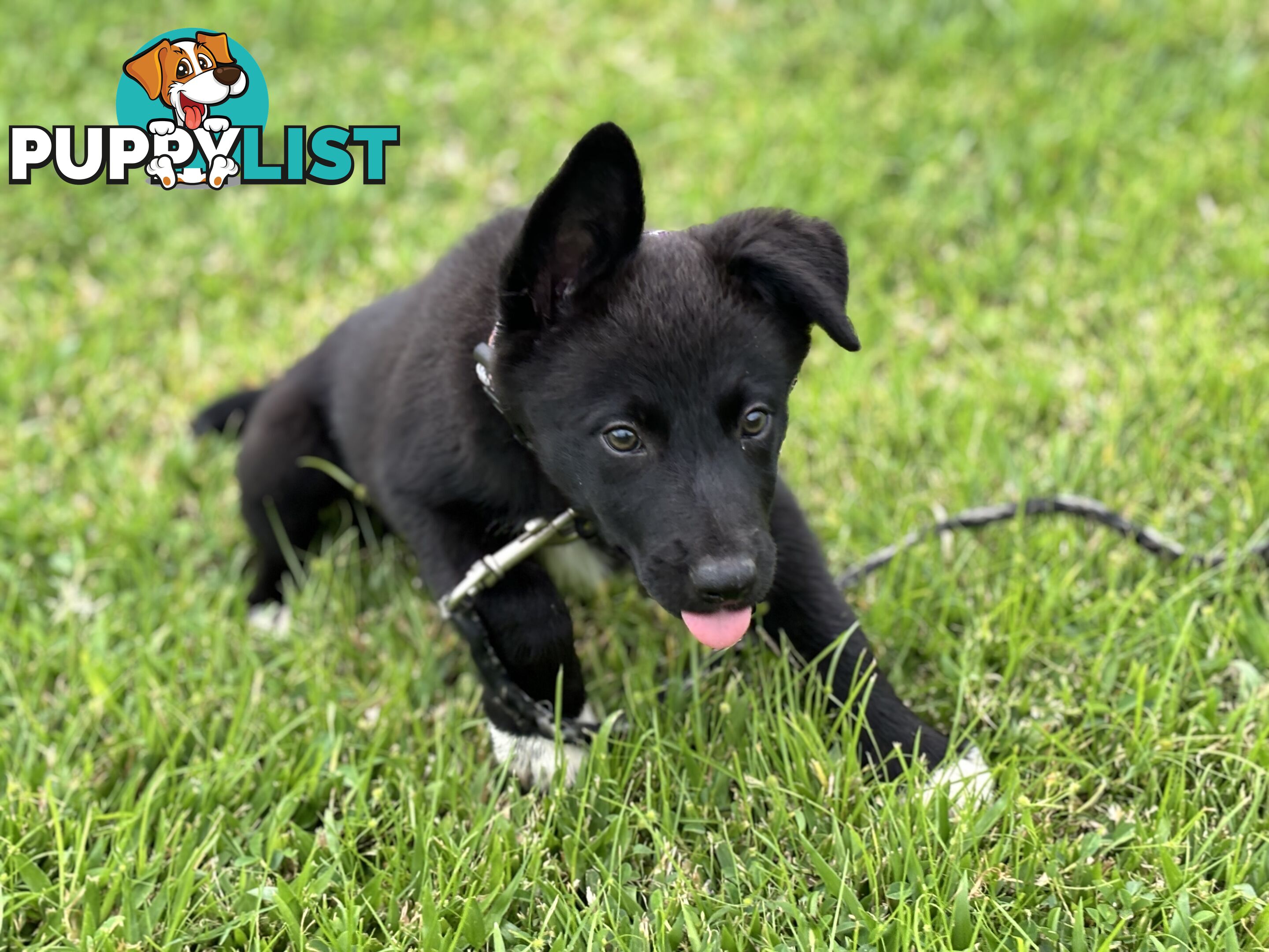 Working Dog Puppies