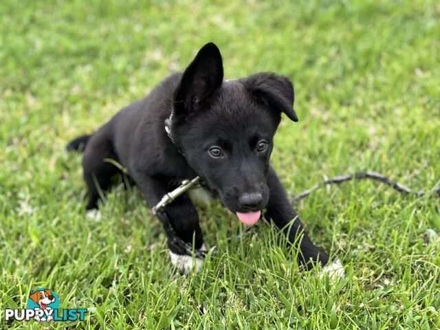 Working Dog Puppies