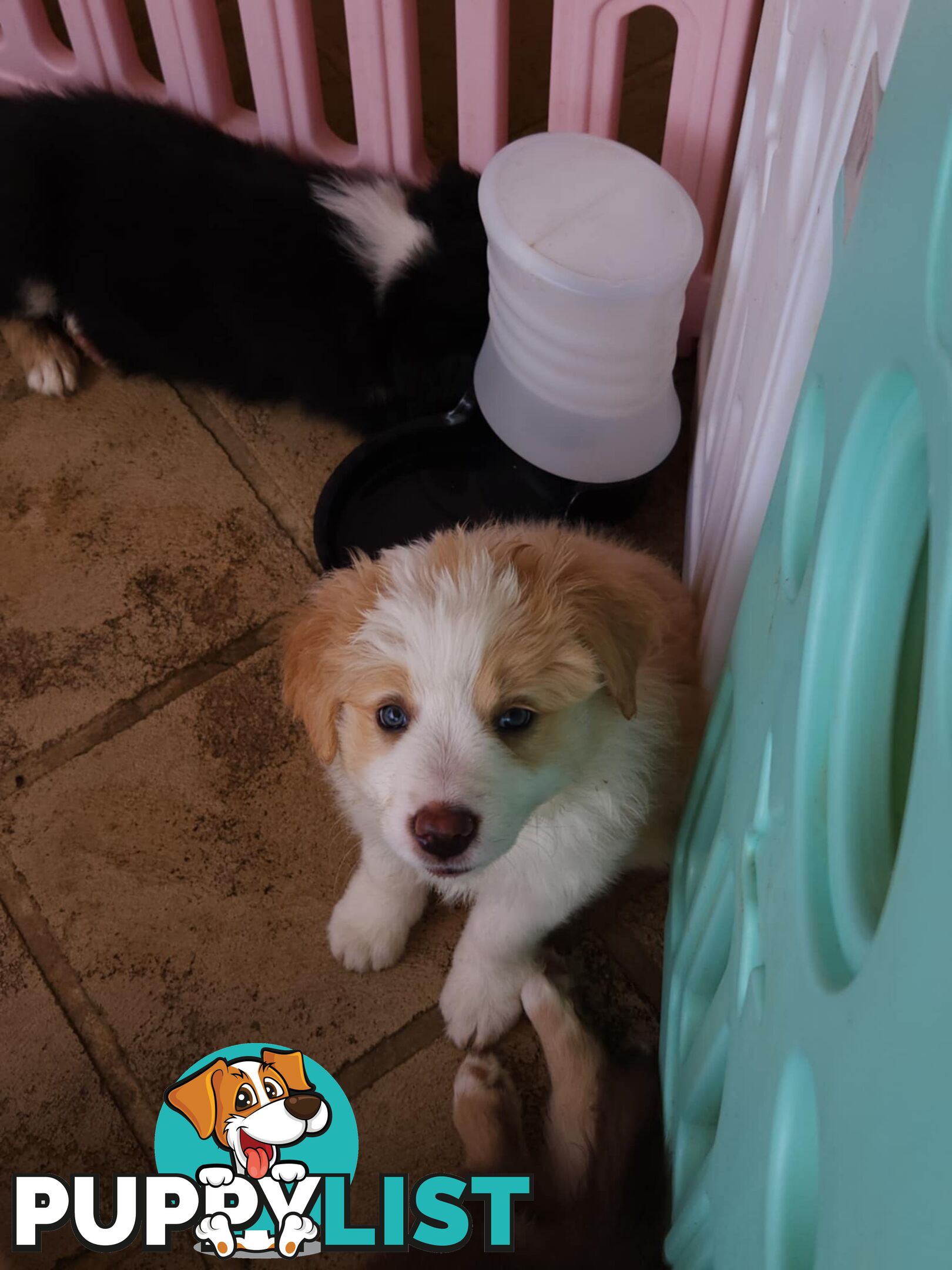 Border collie pups