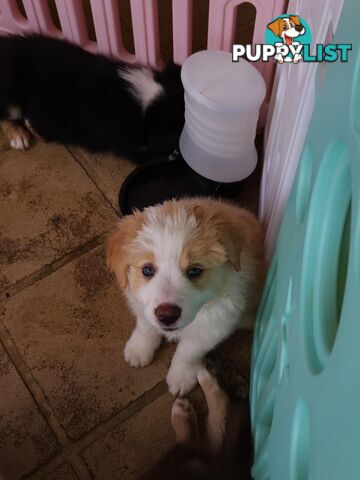 Border collie pups