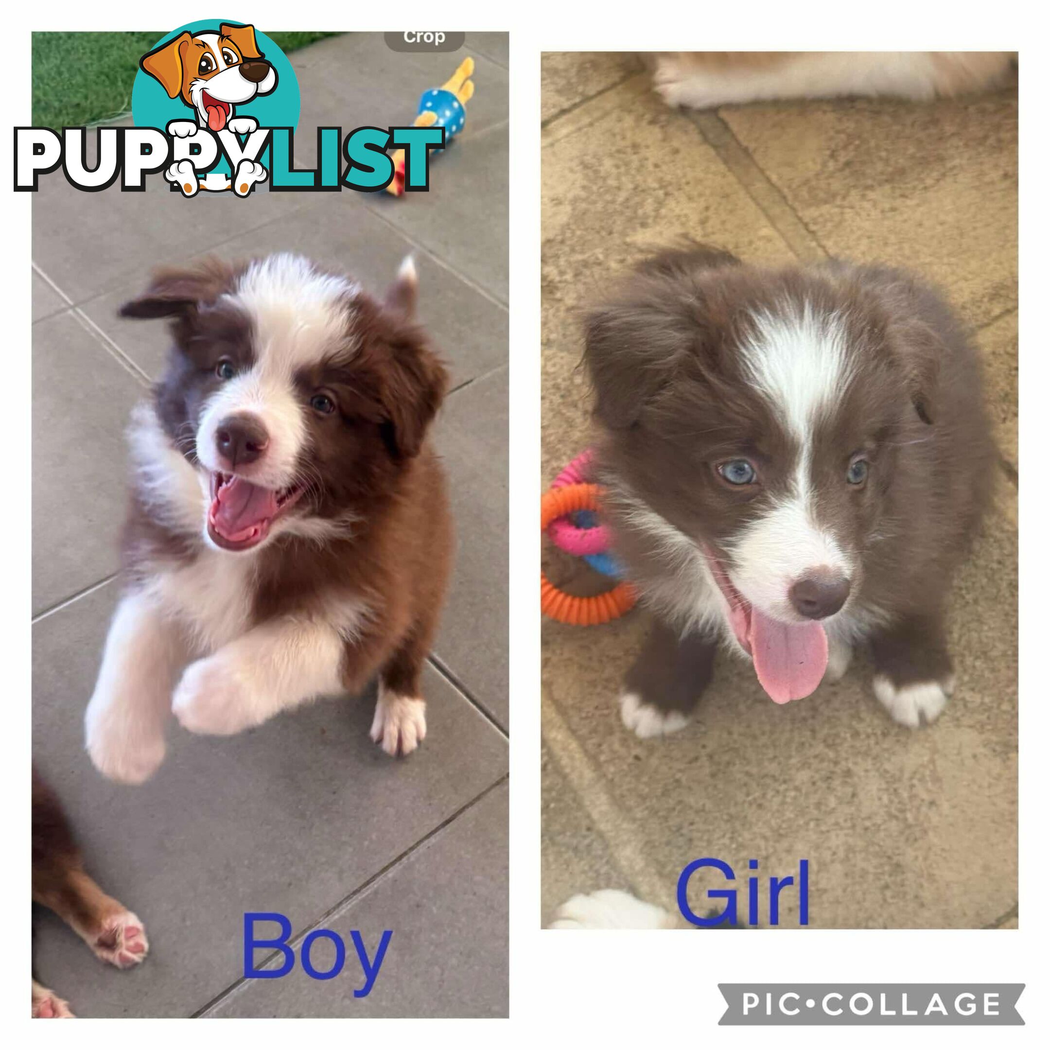 Border collie pups