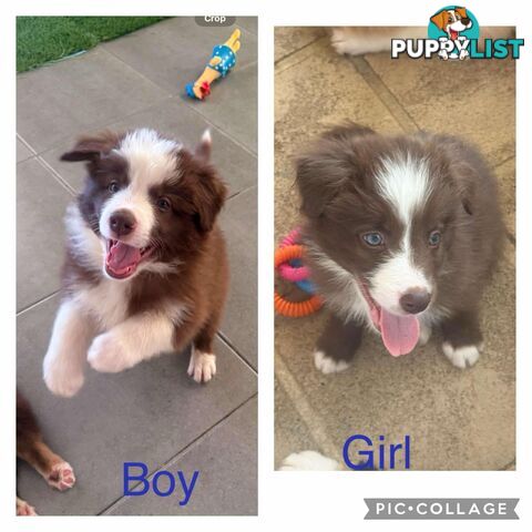 Border collie pups