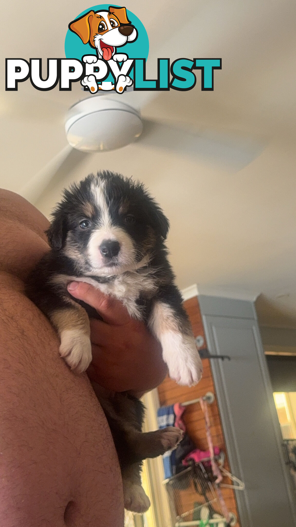 Border collie pups