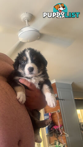 Border collie pups