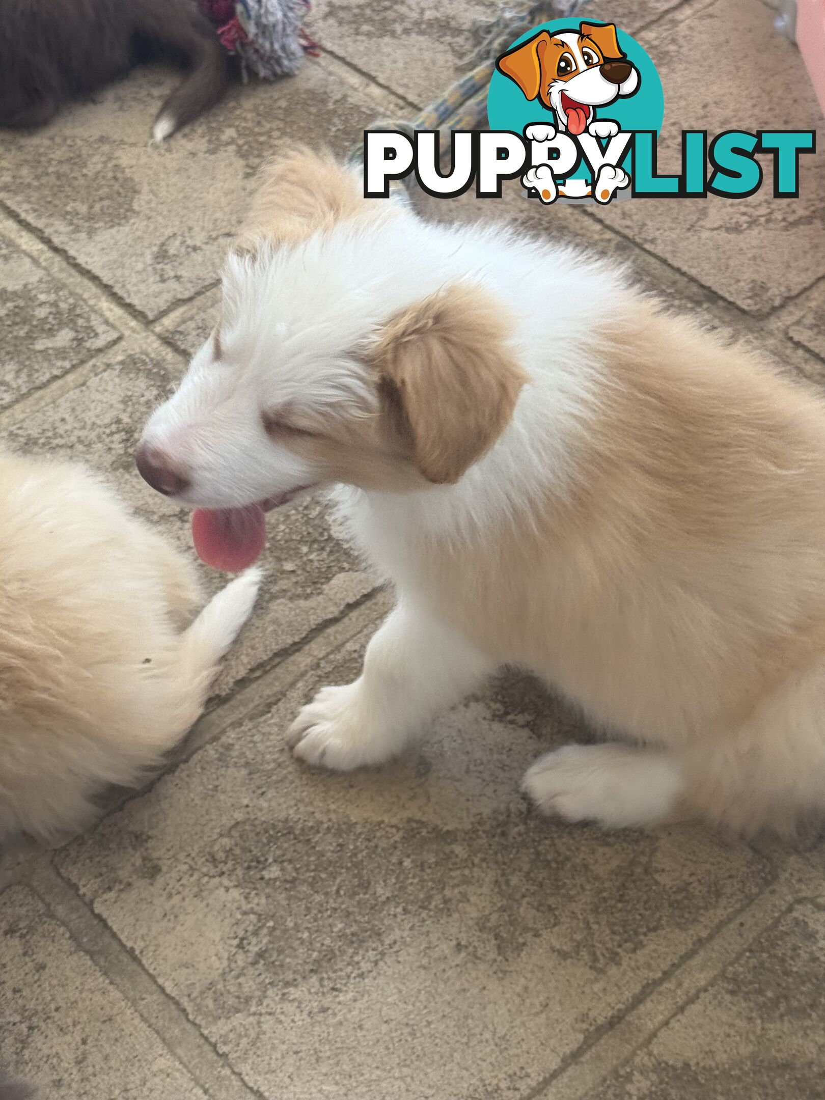 Border collie pups