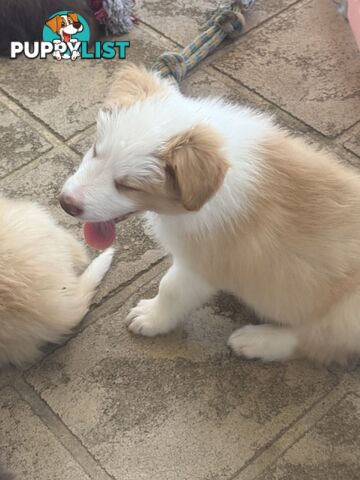 Border collie pups