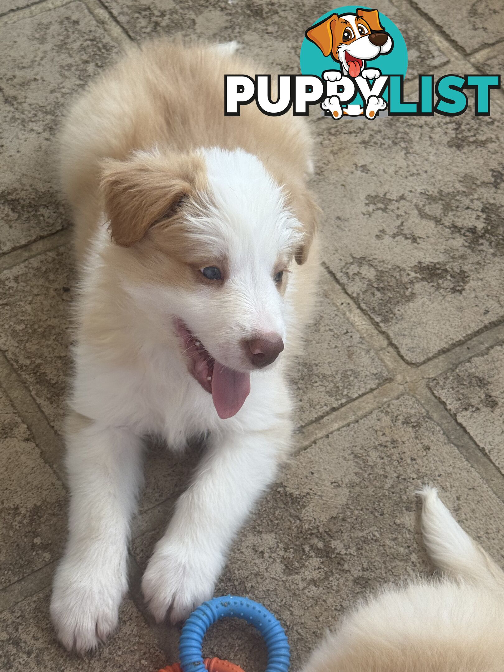 Border collie pups