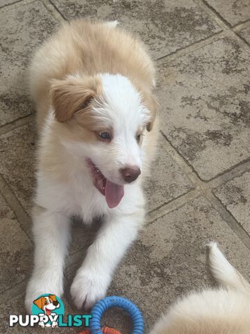 Border collie pups