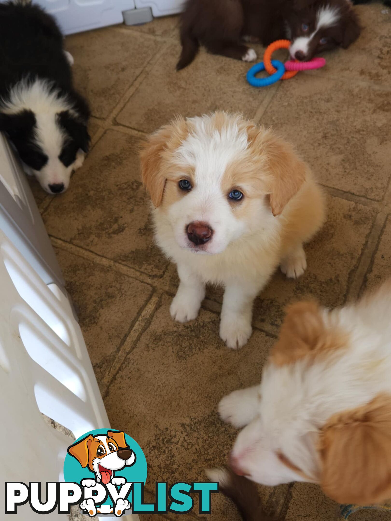 Border collie pups