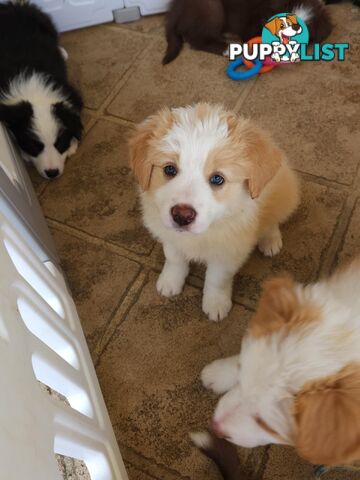 Border collie pups