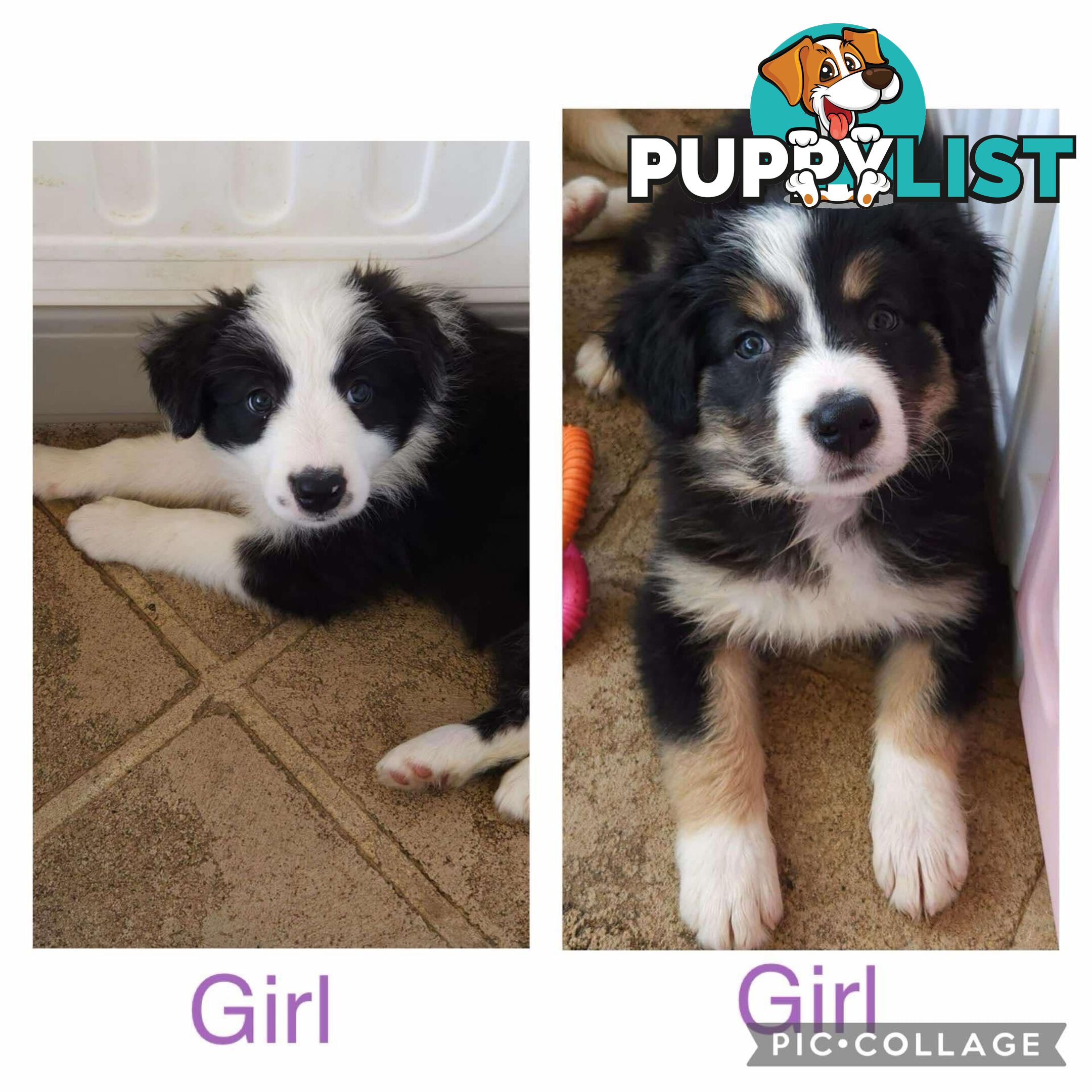 Border collie pups