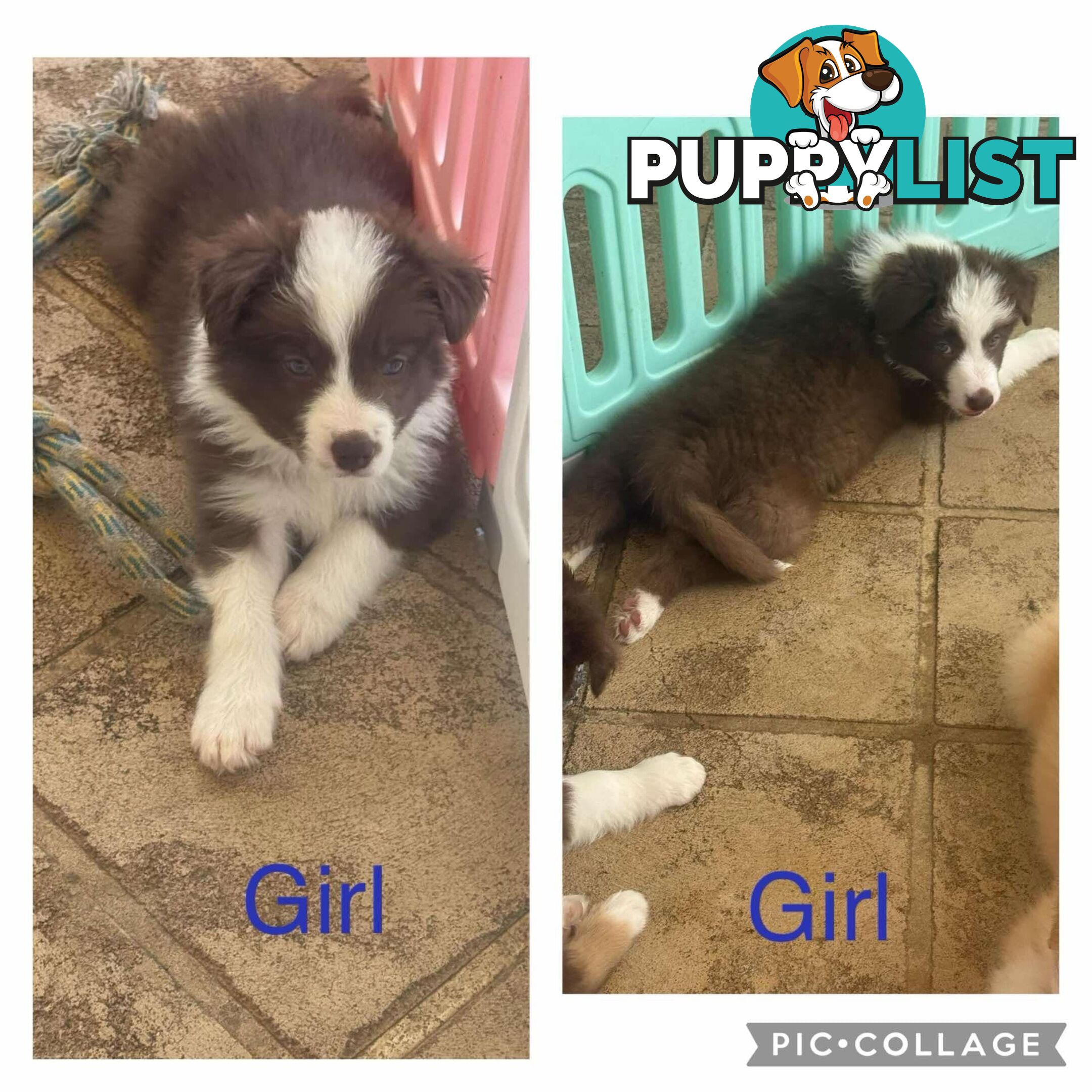 Border collie pups