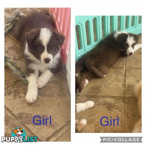 Border collie pups