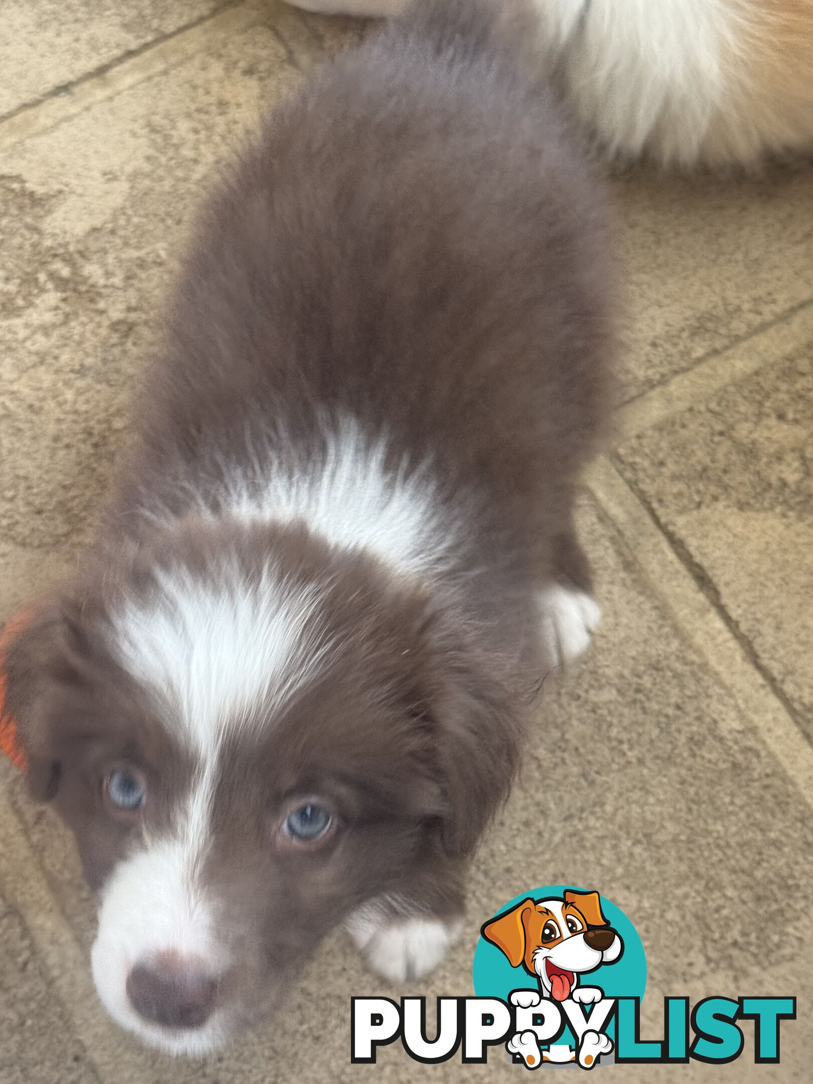 Border collie pups