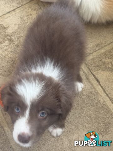 Border collie pups