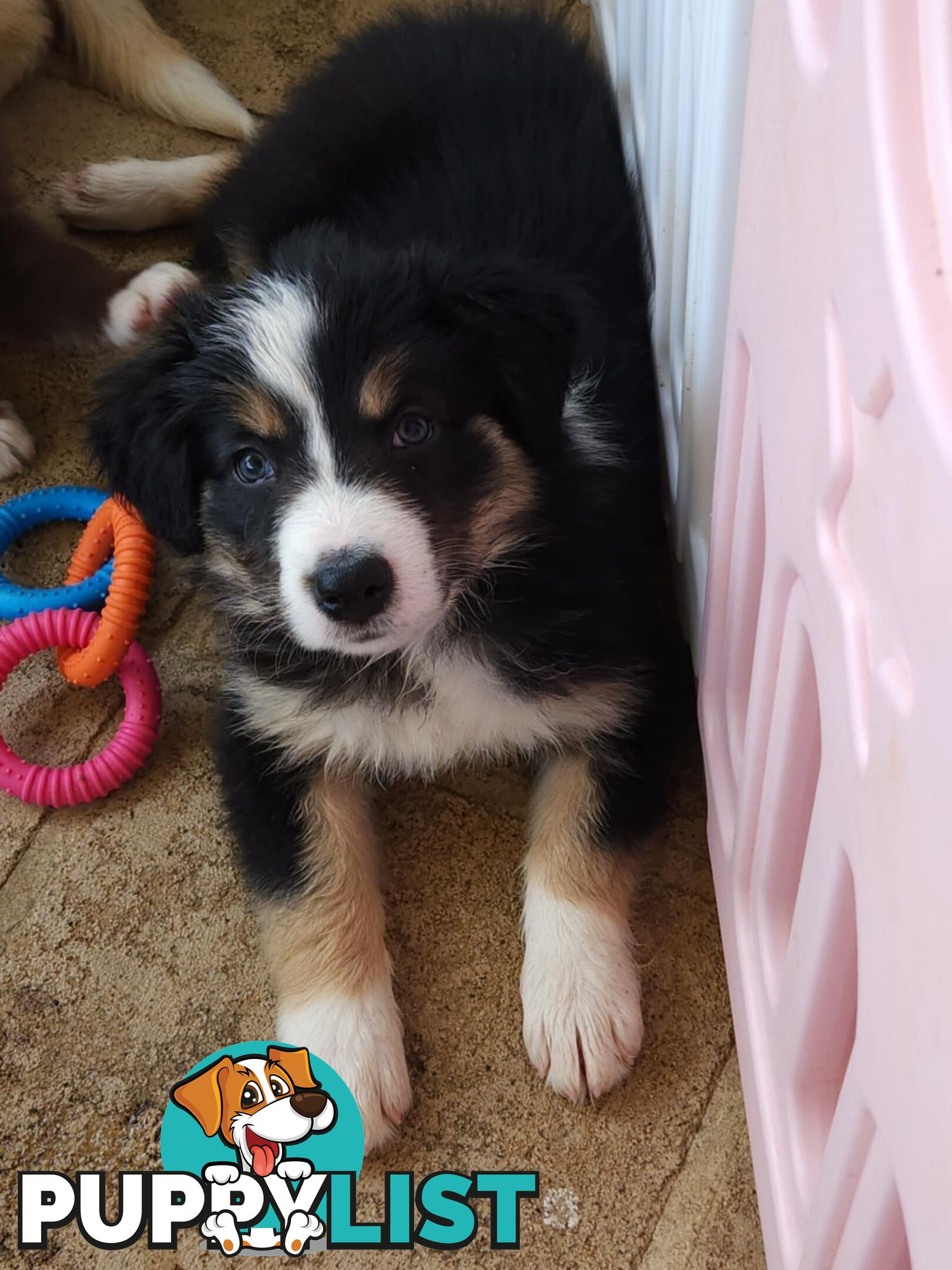 Border collie pups