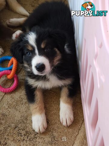 Border collie pups