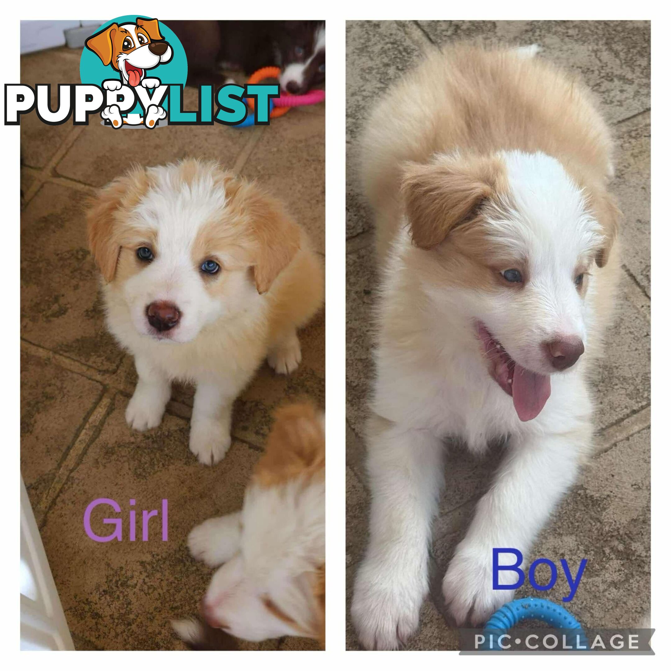 Border collie pups