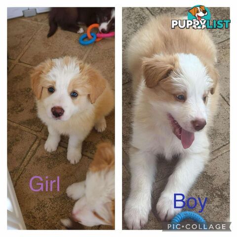 Border collie pups