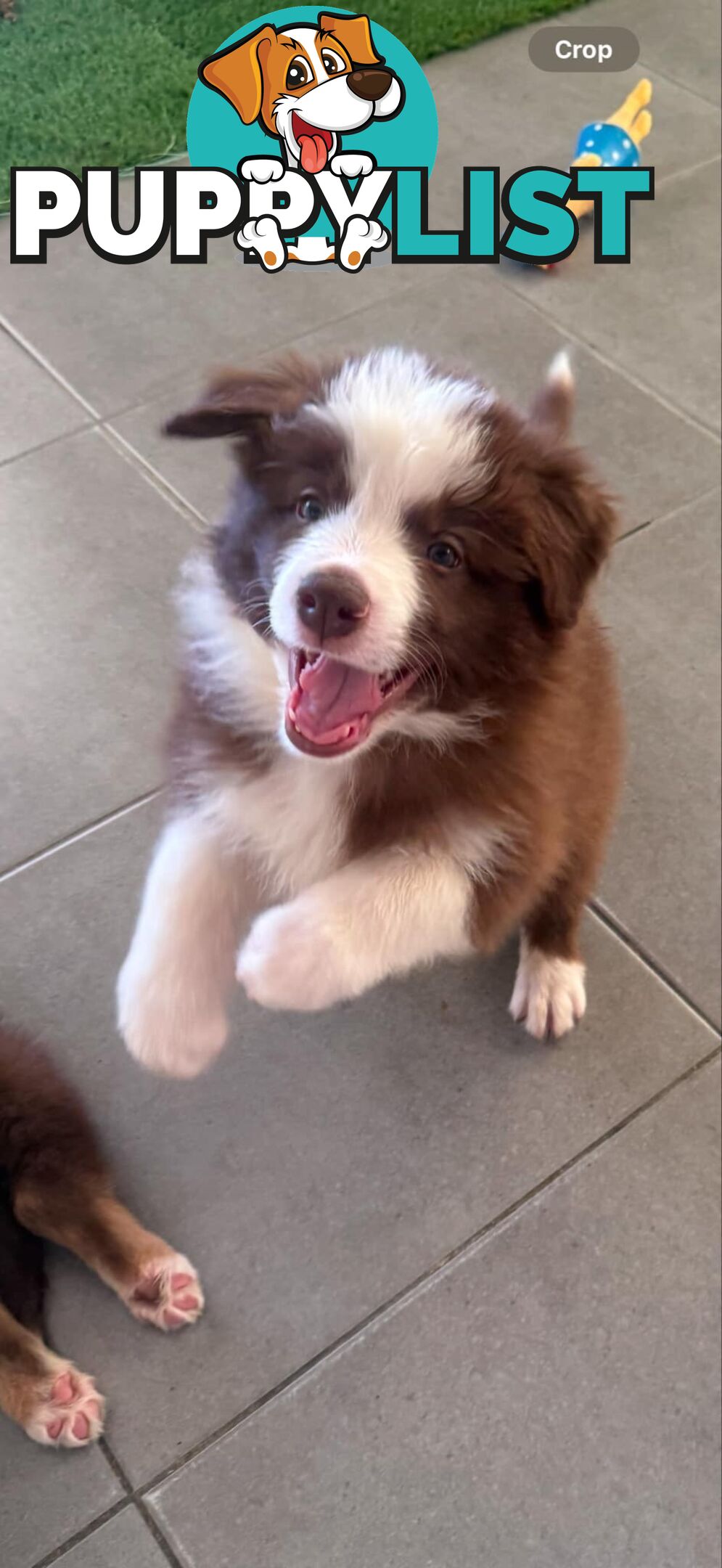 Border collie pups