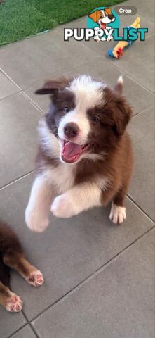 Border collie pups