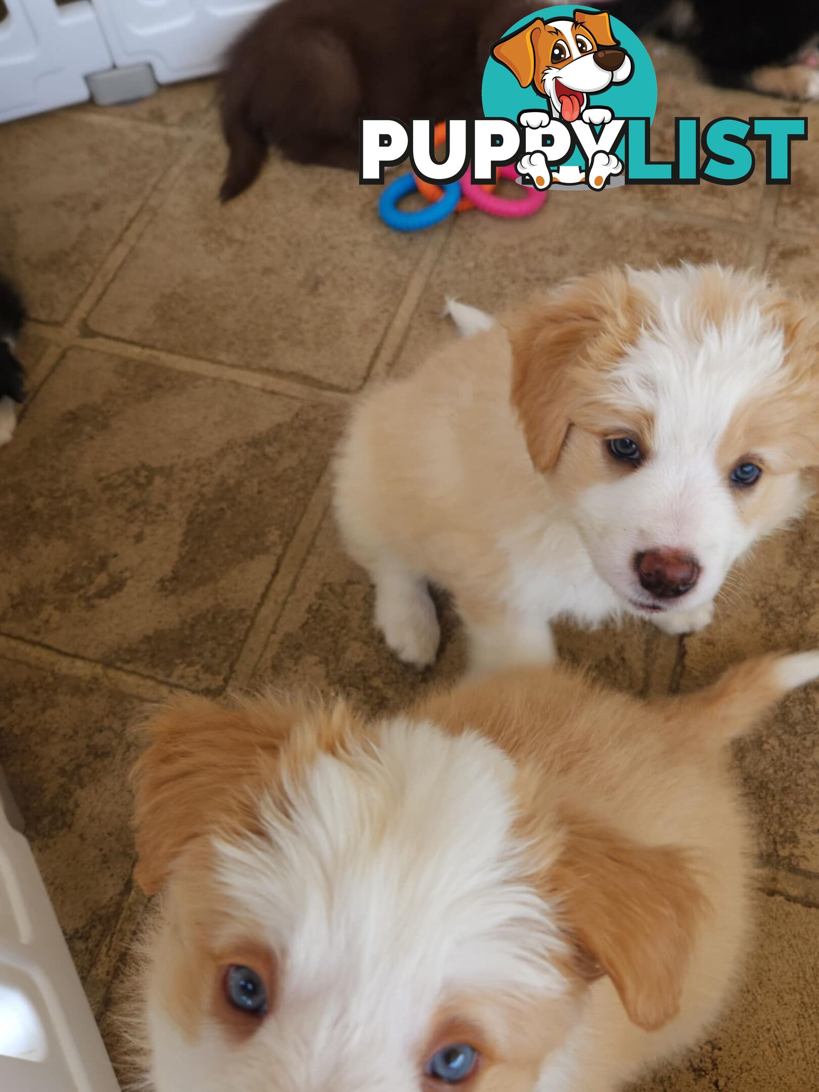 Border collie pups