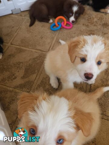 Border collie pups