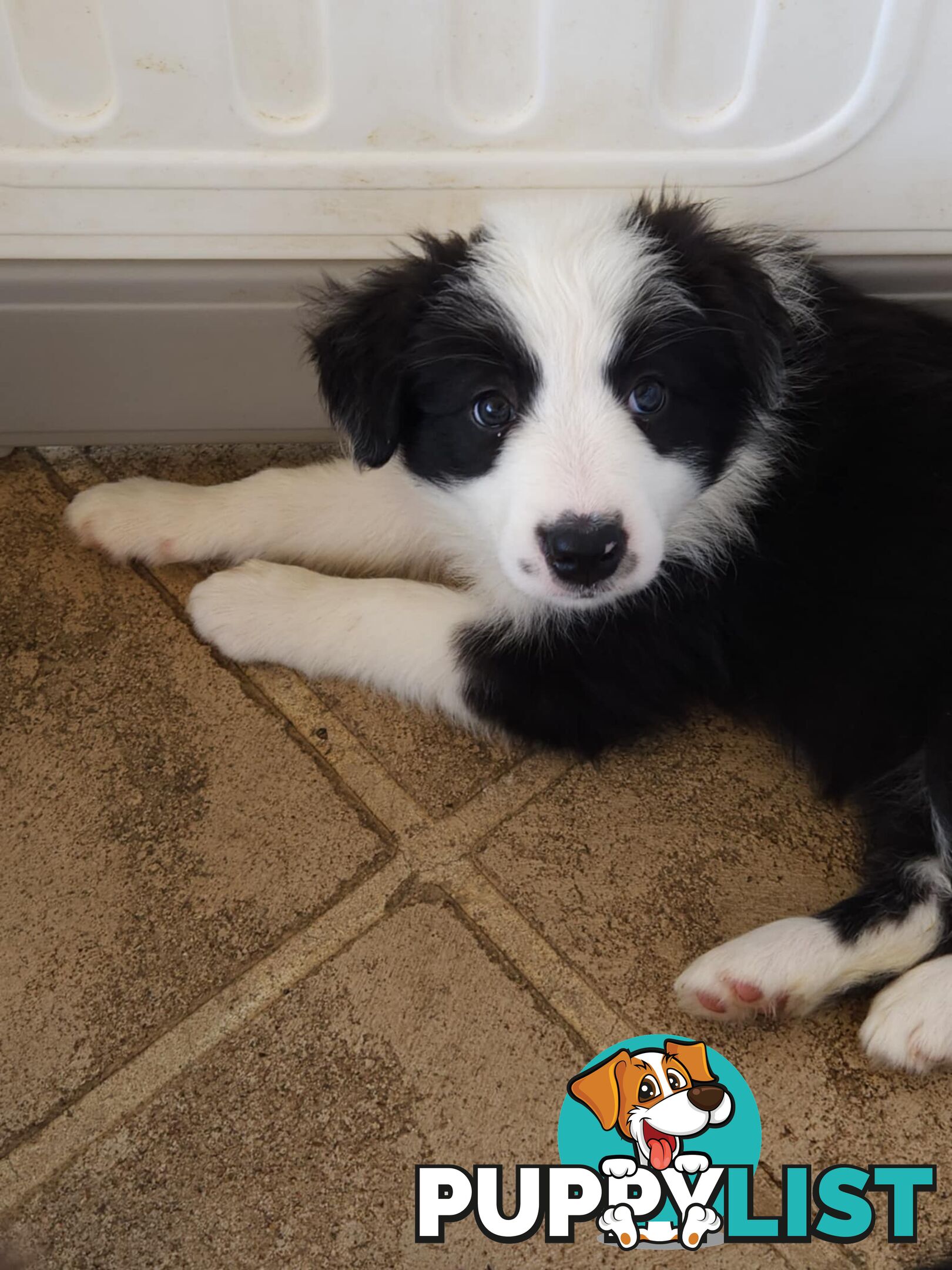 Border collie pups