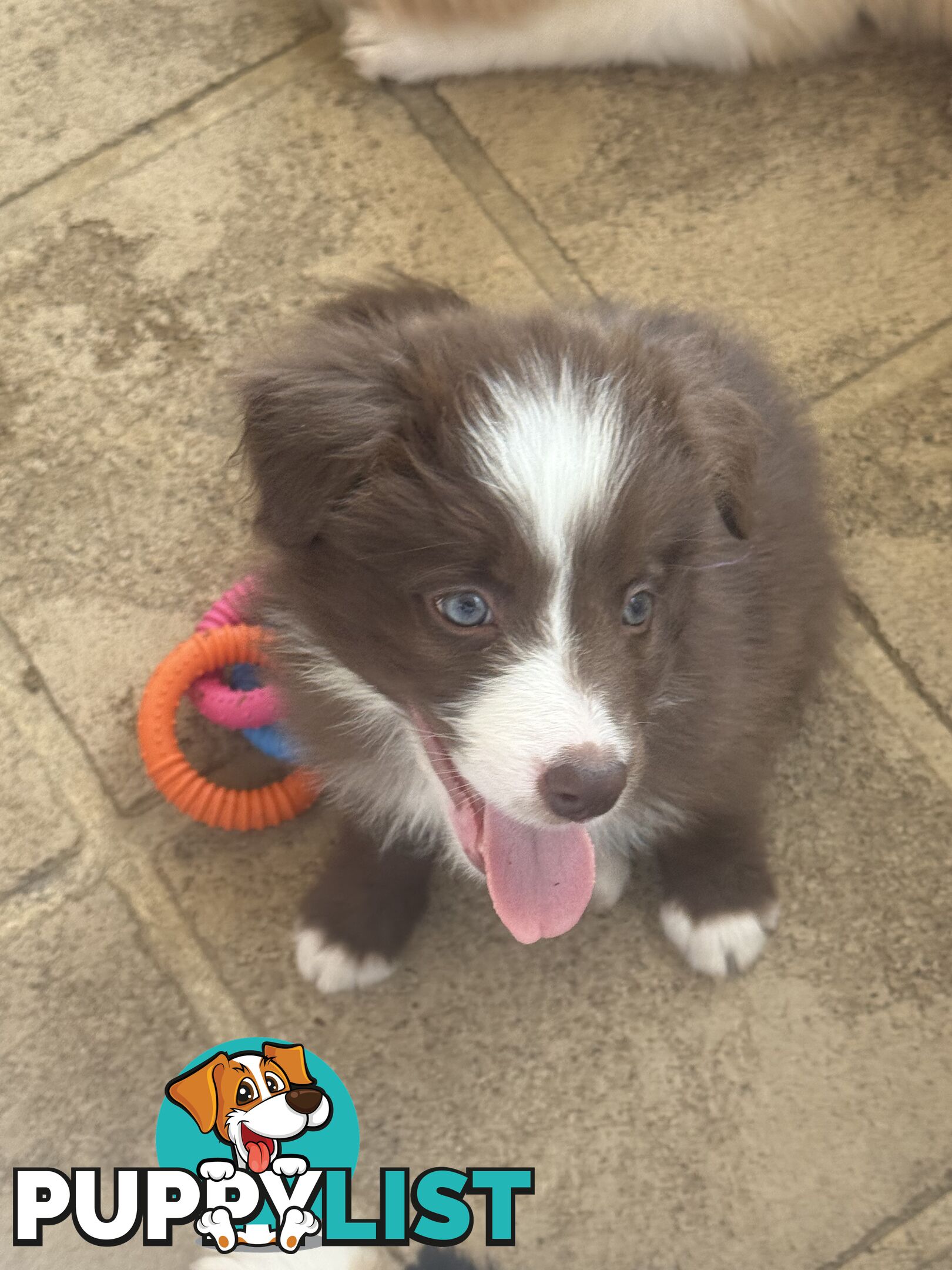 Border collie pups