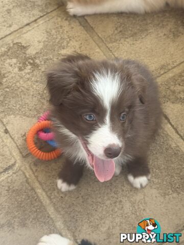 Border collie pups