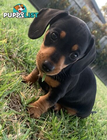 🐾 Miniature Dachshund 🐾